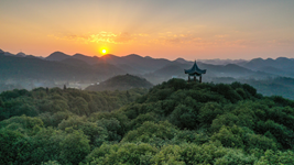 國際森林日丨提升生態(tài)碳匯能力，植樹造林怎么干？