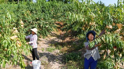 重慶萬州：桃、李產業(yè)美了山鄉(xiāng)富了民