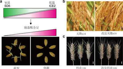 我國科學(xué)家找到調(diào)控水稻、小麥穗發(fā)芽的“開關(guān)”