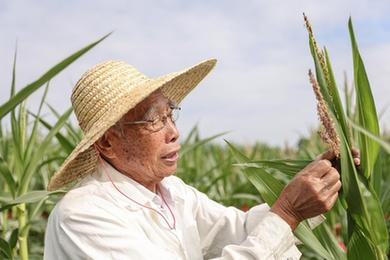 新華全媒+丨87歲，他在三亞南繁又一年