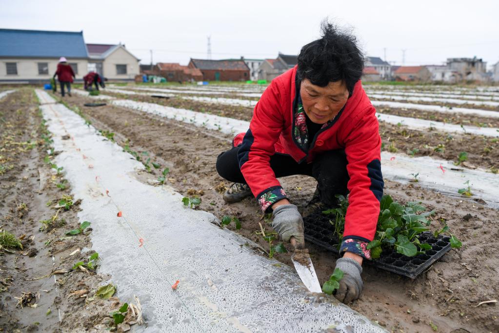 江蘇如東：西蘭花育苗管護忙