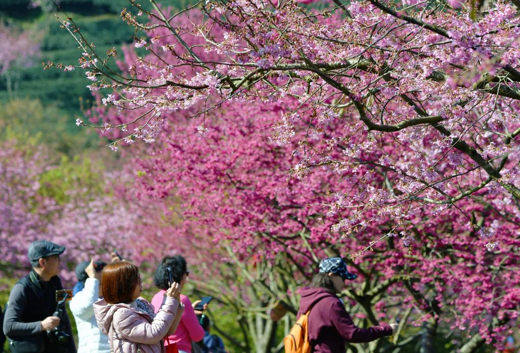 福建漳平：萬畝茶園櫻花開