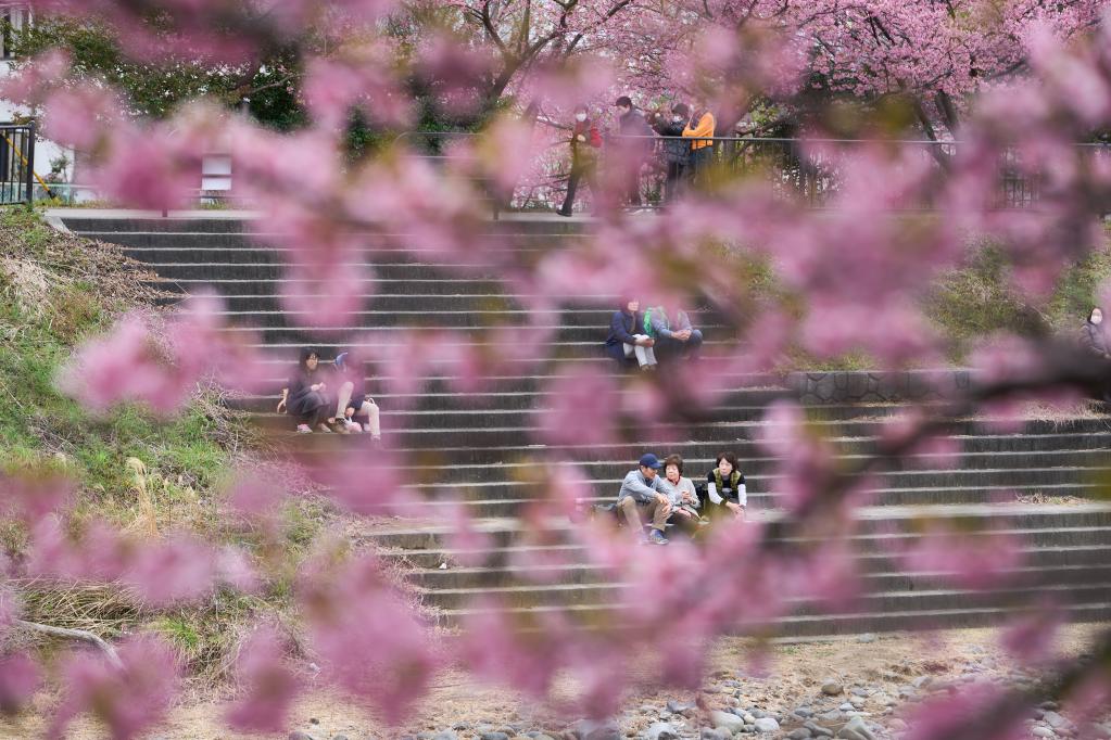 日本：河津櫻花滿(mǎn)開(kāi)引客來(lái)