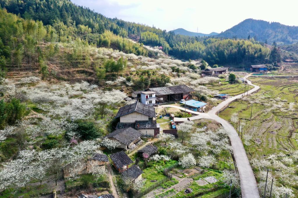 福建永泰：花開(kāi)古村