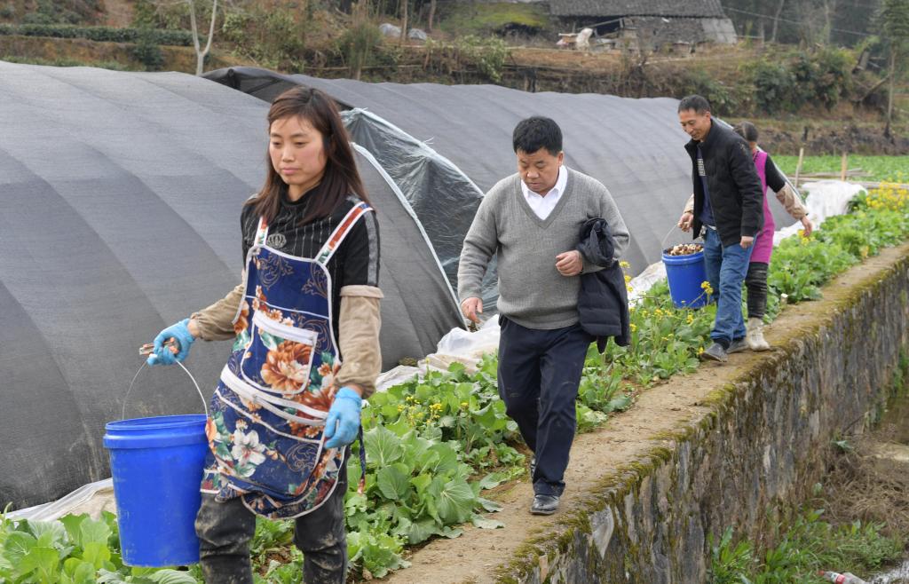 貴州遵義：春耕時節(jié) 農技專家下地頭