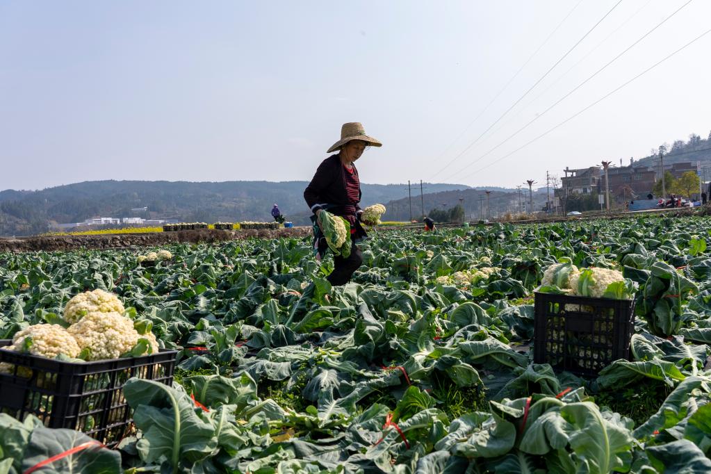 貴州從江：松花菜搶鮮上市供應市場