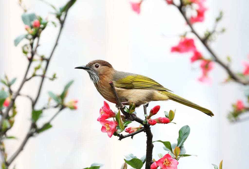 鳥語(yǔ)花香春光好