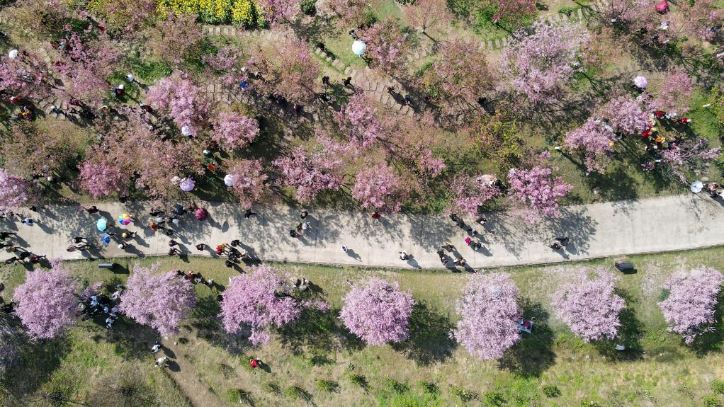 “問(wèn)花村”賞花游