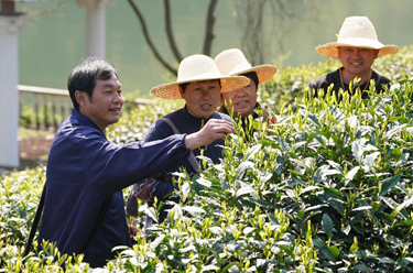 安徽黃山：太平猴魁開采在即