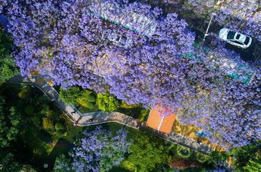 云南昆明：藍(lán)花楹綻放