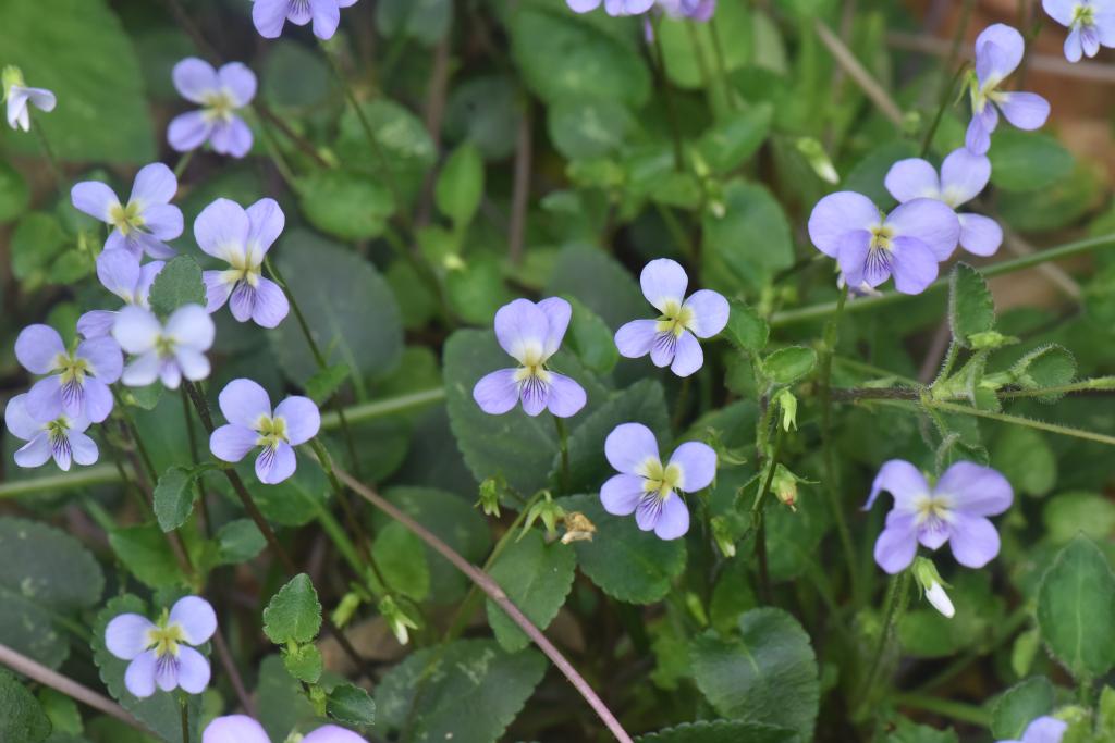 科研人員在廣東河源發(fā)現植物新物種