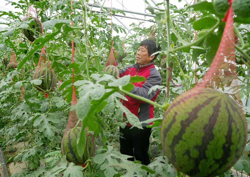 河北新樂：立夏時(shí)節(jié)瓜果飄香