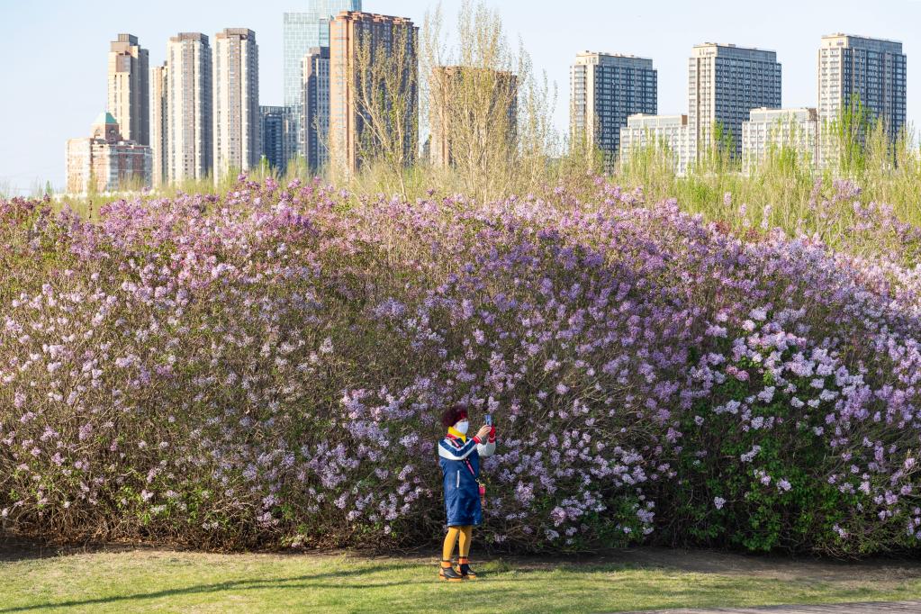 哈爾濱：丁香花開(kāi)