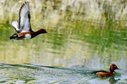 立夏：拉魯濕地鳥(niǎo)歡騰