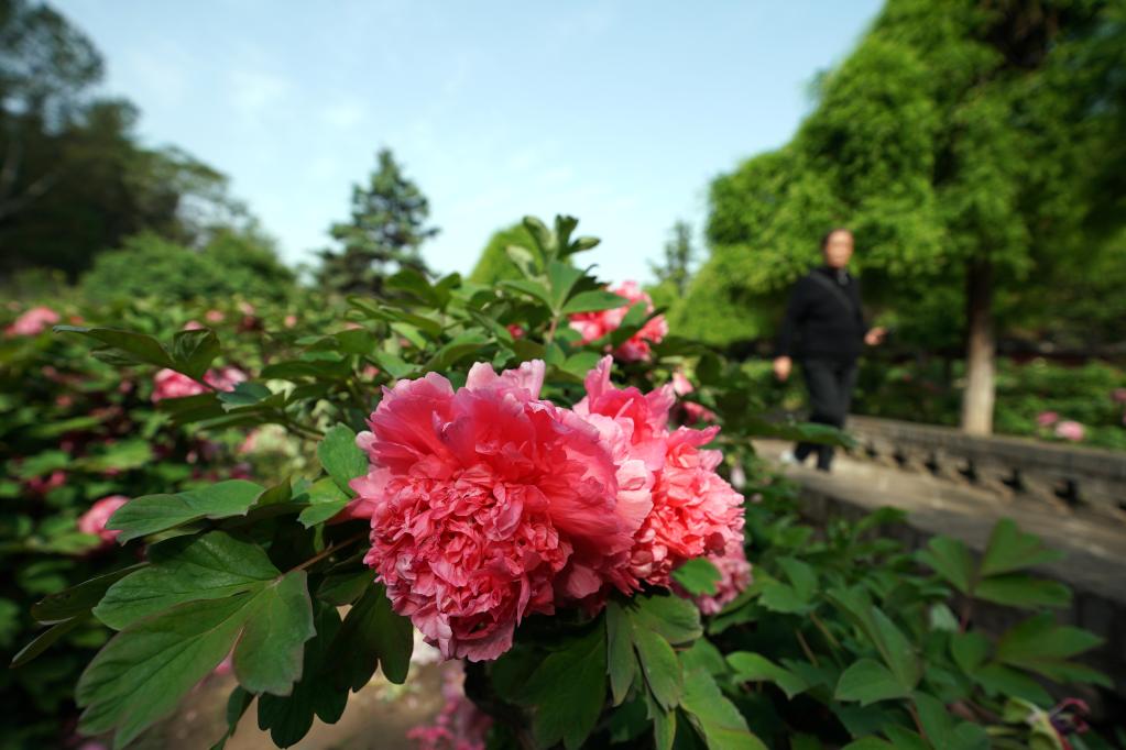 牡丹花開(kāi)引游人