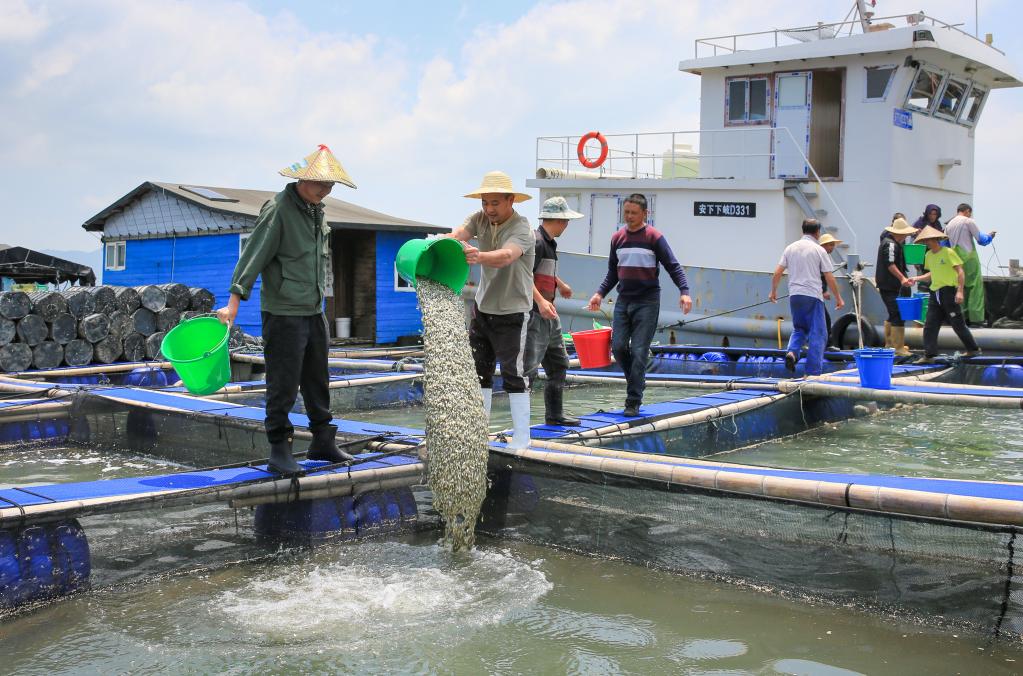 福建寧德：投放大黃魚(yú)魚(yú)苗