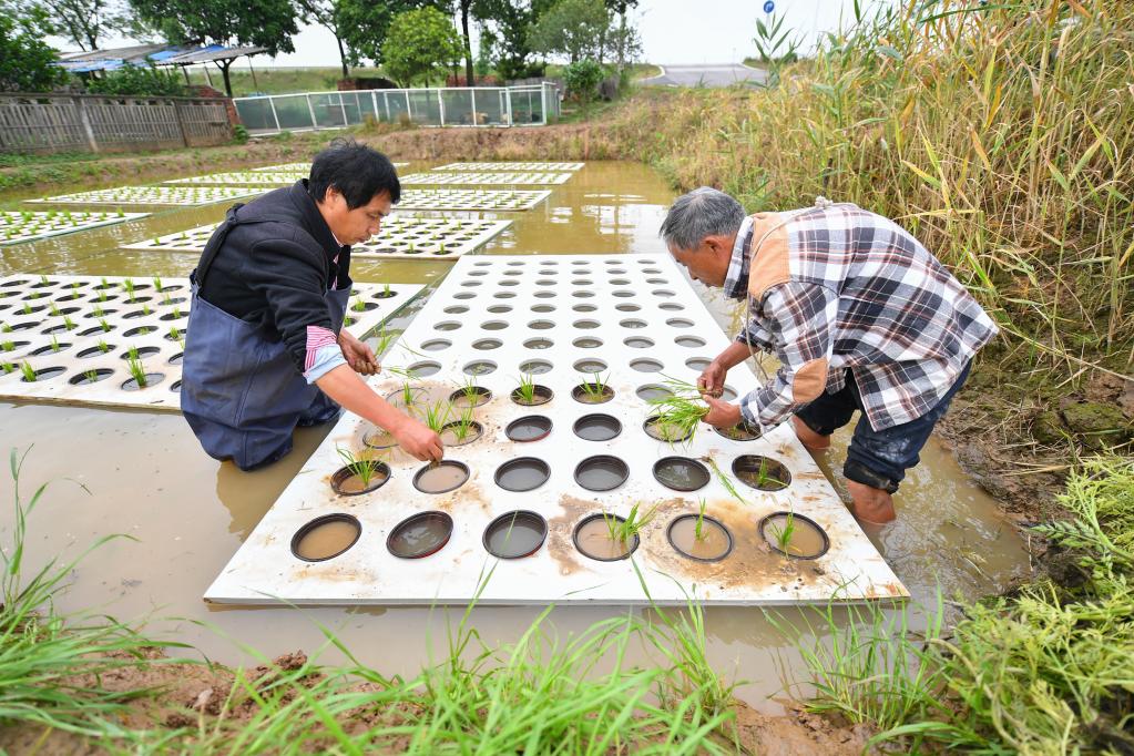 “水上種植”助農增產增收