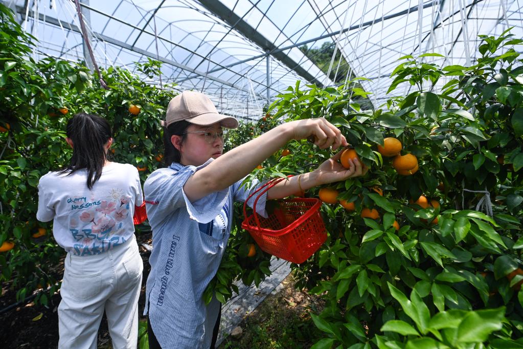 錯峰柑橘初夏上市 科技興農(nóng)助力共富