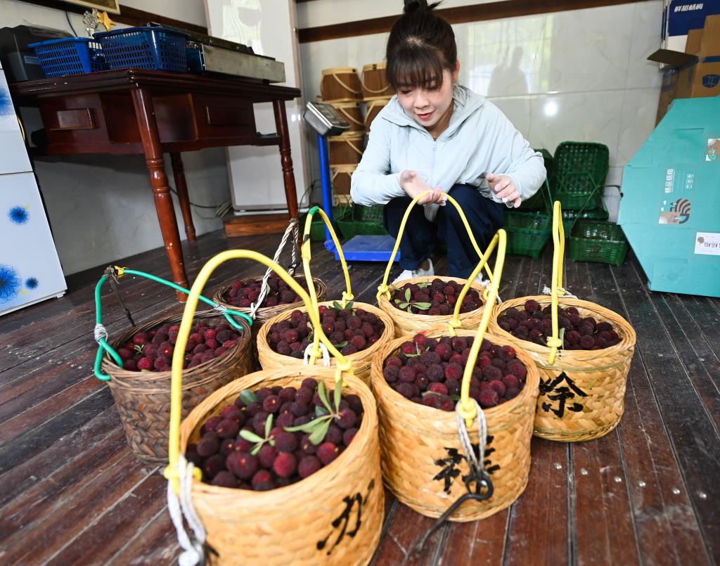 杭州臨安：楊梅開摘迎客來(lái)