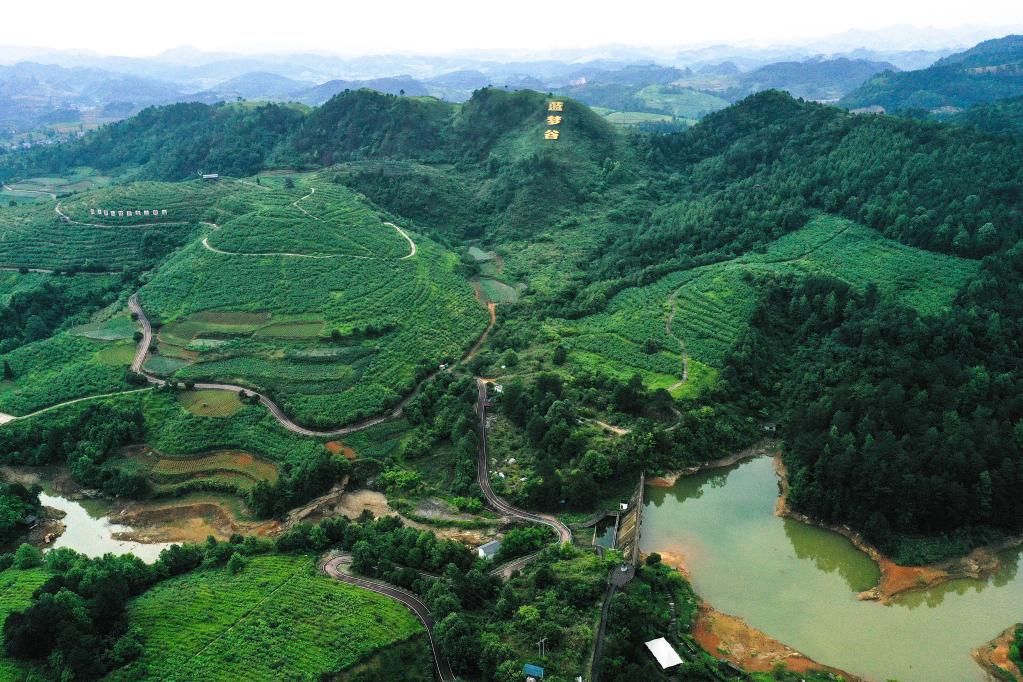 貴州麻江：藍莓小漿果 做成大產業(yè)