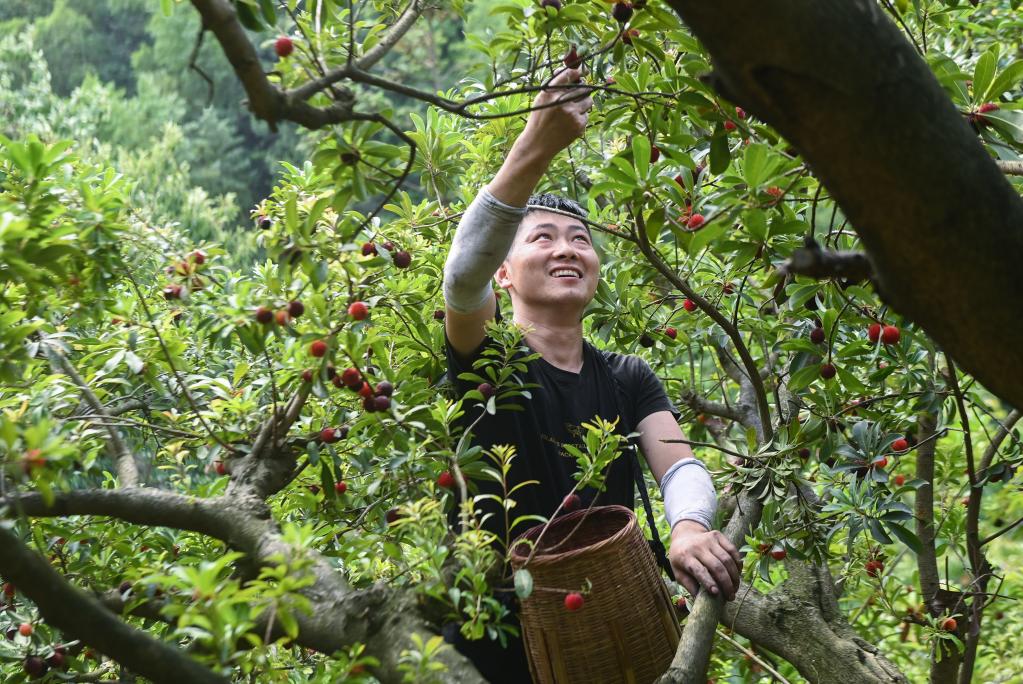 “中國楊梅之鄉(xiāng)”迎來增產豐收季