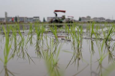 江蘇揚州：無人駕駛插秧機(jī)助力“三夏”生產(chǎn)