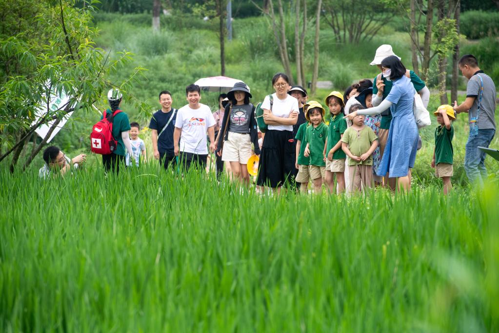 新時代中國調(diào)研行·長江篇丨長江上游最大“江心綠島”成“生態(tài)課堂”