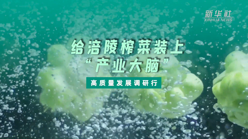 一顆青菜頭，緣何長出百億產(chǎn)業(yè)？