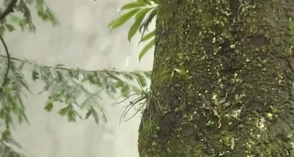 四川樂(lè)山：珍稀植物“峨眉槽舌蘭”繁育成功