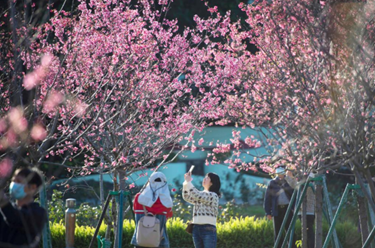 澳門(mén)：櫻花綻放